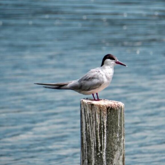 Canon SX40HS 12MP beautiful camera, with 35X Optical Zoom and accessories - Picture 14 of 14